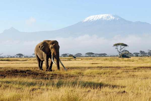 キリマンジャロ山を望むアンポセリ国立公園