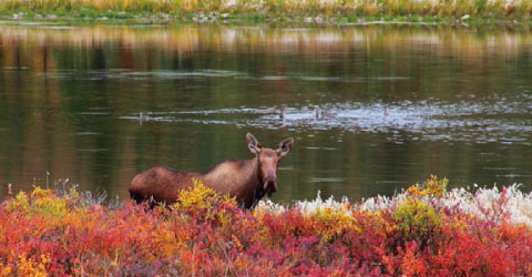 秋のデナリ国立公園