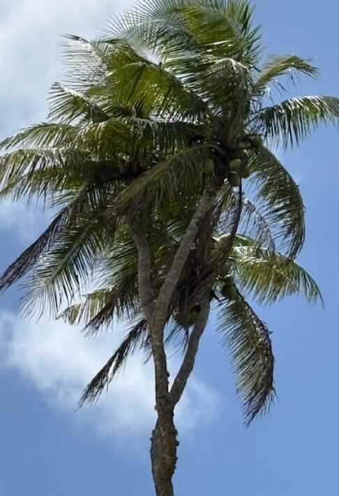 あたたかい懐かしさを感じたポリネシアの島国トンガ王国