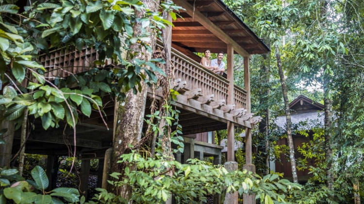Rainforest Experience
